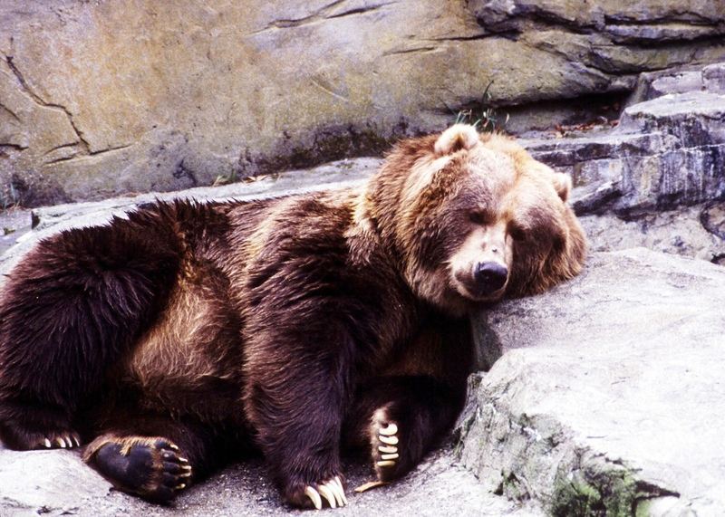 Der USA Bären-Thread 614343