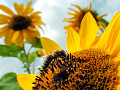 620.DAX Tipp-Spiel, Montag, 17.09.07 120453