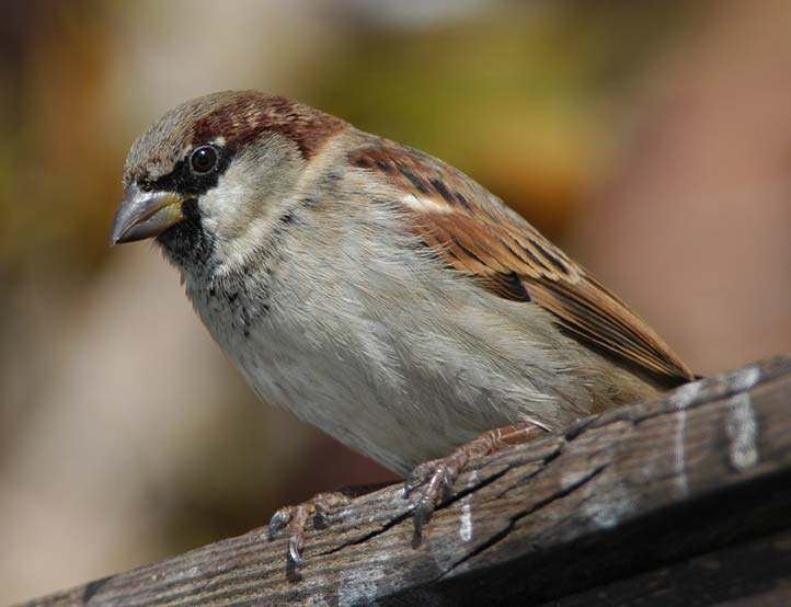 Commerzbank AG Call 03.09.08 Gold 870 172426