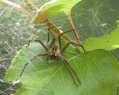 671.DAX Tipp-Spiel, Dienstag, 27.11.07, 17.45 Uhr, 133268