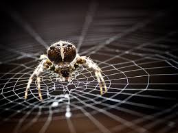 Der USA Bären-Thread 1008741