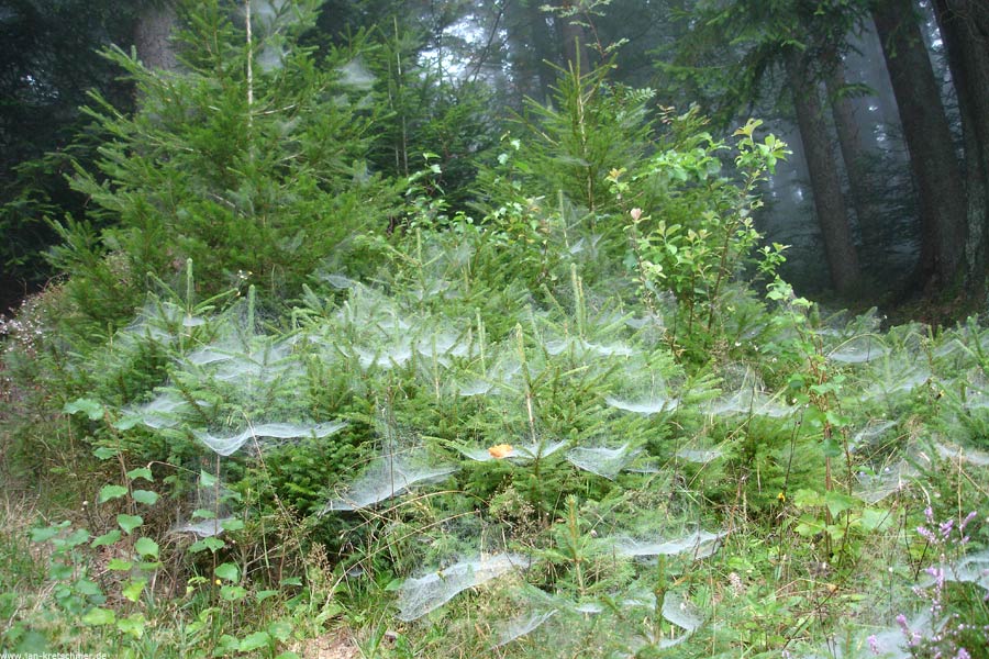 601.DAX Tipp-Spiel, Dienstag, 21.08.07 115960