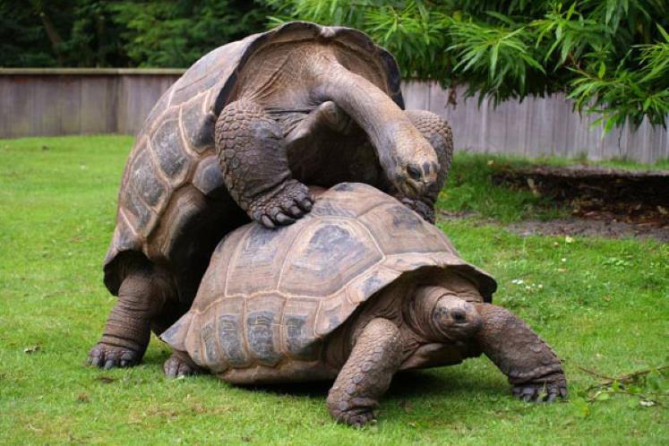 Injex AG - Wahrheit und Träumerei 637215