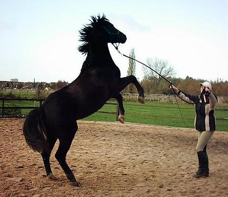 657.DAX Tipp-Spiel, Mittwoch, 07.11.07 129825