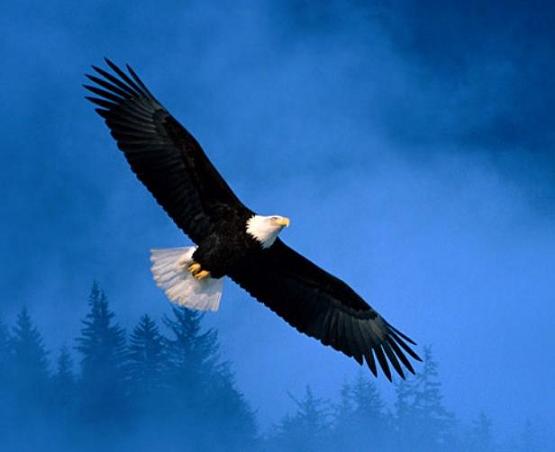 ARISE die canadische Solarperle ! 180727