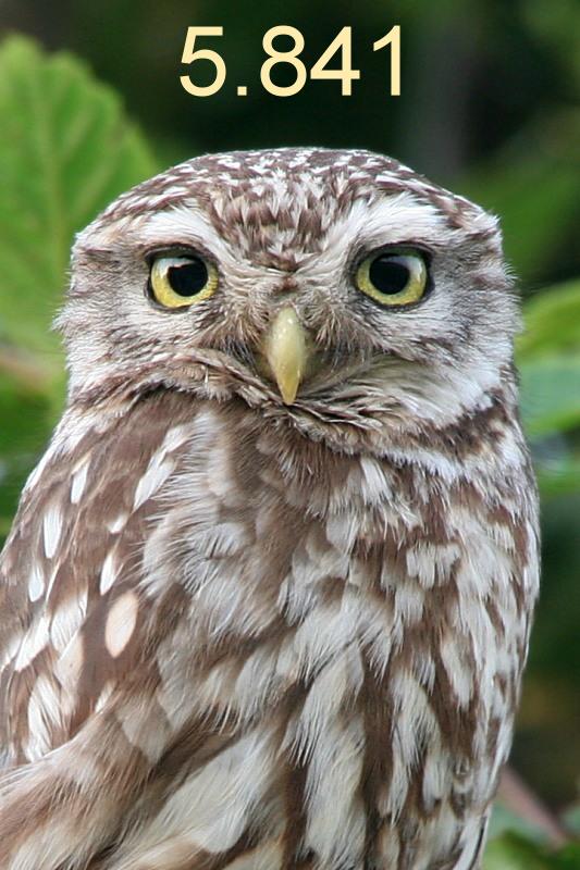 355.DAX Tipp-Spiel, Donnerstag, 31.08.06 54795