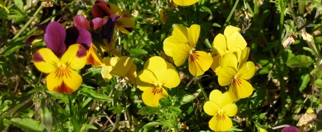 Gold traden - long bzw. short 824237