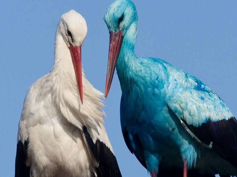 Die Links zu den Sternenkinder (DAX Spiel) 330092