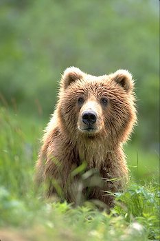 Manipulieren, Fälschen und Betrügen 186334