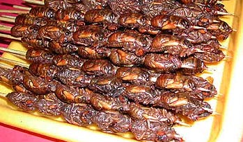 Der USA Bären-Thread 105597