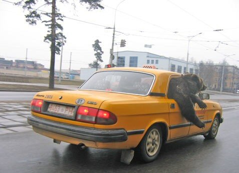 Das Bärengebrüll wird schon wieder lauter, 173530