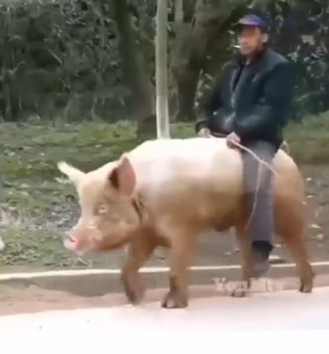 Tesla - Autos, Laster, Speicher und Solardächer 1087374