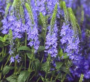 Gold ist zu teuer 943330