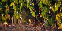 Deutsche Winzer erzeugen etwas weniger Wein