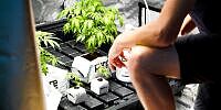 Curaleaf schließt den Erwerb der verbleibenden Anteile an der deutschen „Four 20 Pharma