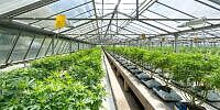 EQS-News: Curaleaf schließt den Erwerb der verbleibenden Anteile an der deutschen „Four 20 Pharma