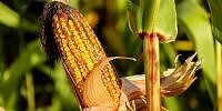 Keine Abnehmer: Amerikas Mais-Farmern wird ihr Erfolg zum Fluch
