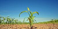 Disruption im Agrarsektor: Warum Corteva und Deere & Company MustGrow Biologics im Blick haben