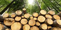 Weyerhaeuser Company Declares Dividend on Common Shares