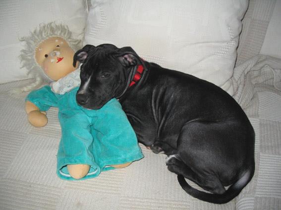 Thompson Creek Metals (Blue Pearl Mng) 93477