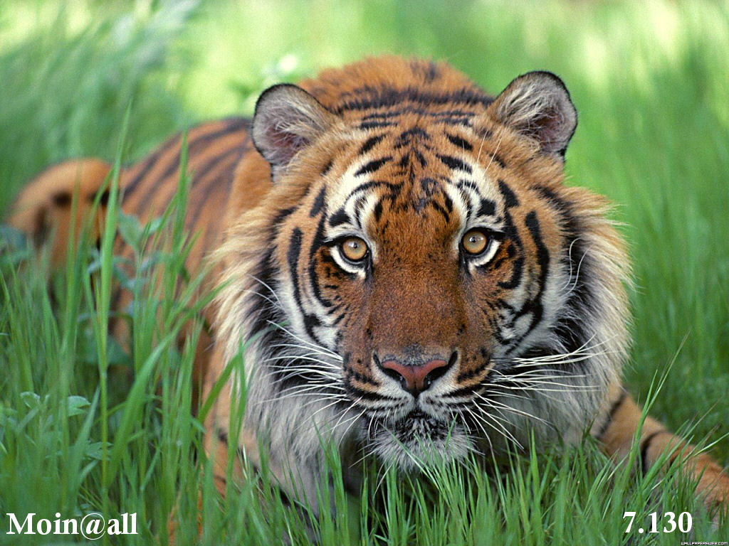 1.469.DAX Tipp-Spiel, Donnerstag, 20.01.2011 374267