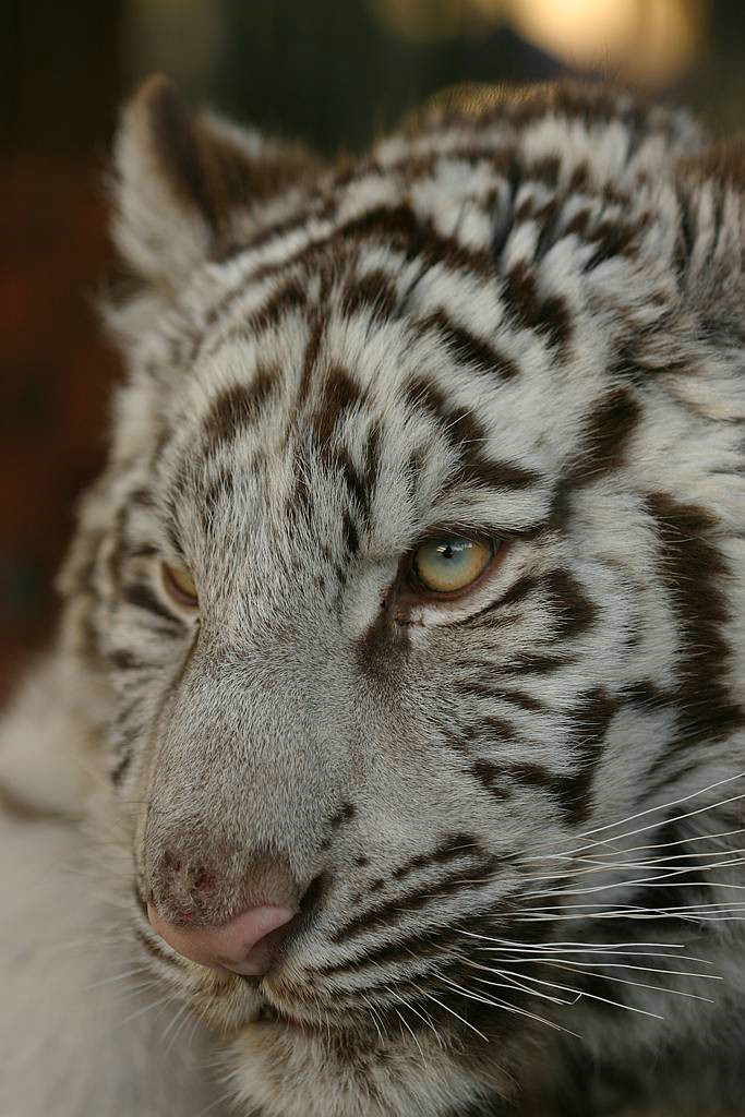 639.DAX Tipp-Spiel, Freitag, 12.10.07 125280