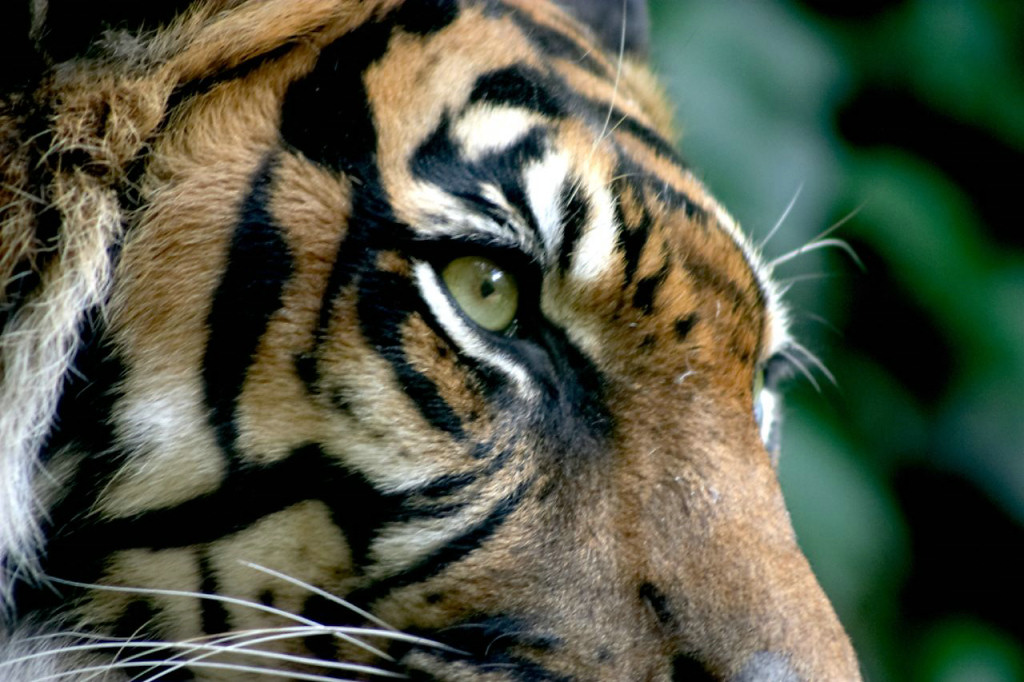 904.DAX Tipp-Spiel *Mittwoch* 29.10.08, 17.45 Uhr 195839