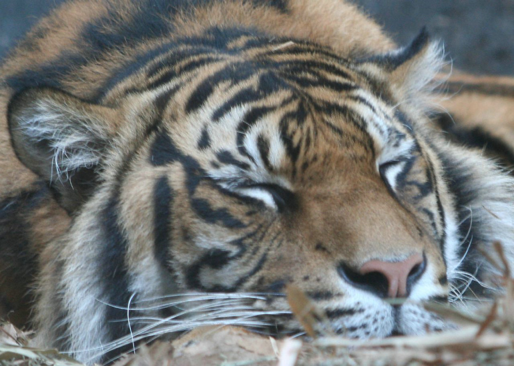 810.DAX Tipp-Spiel, Donnerstag, 19.06.08, 17:45 169863