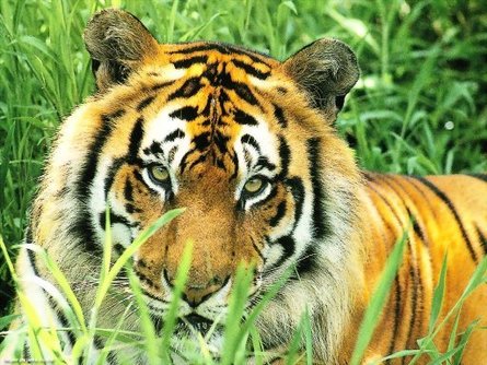 909.DAX Tipp-Spiel *Mittwoch* 05.11.08, 17.45 Uhr 197055