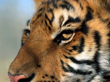 775.DAX Tipp-Spiel, Mittwoch, 30.04.08 161652