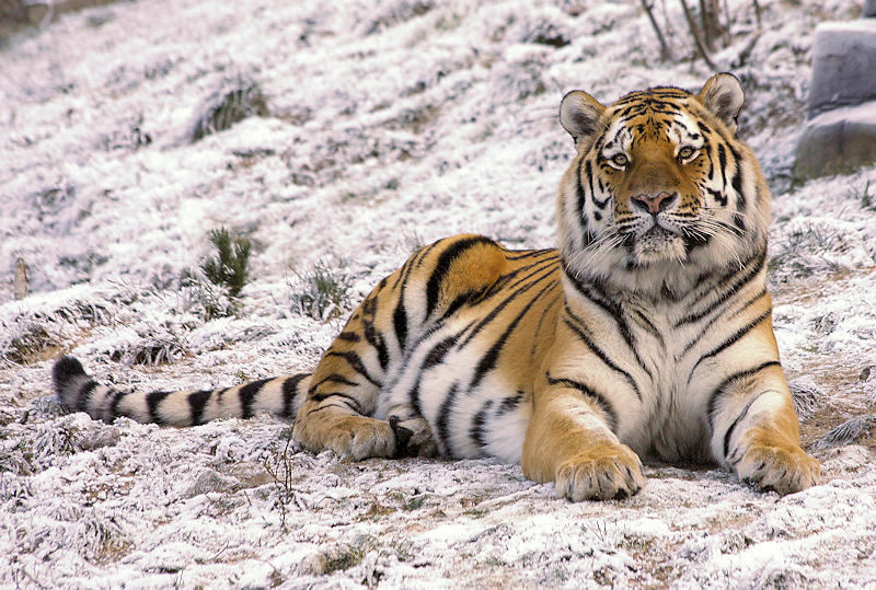 1.213.DAX Tipp-Spiel, Donnerstag, 21.01.10 293300