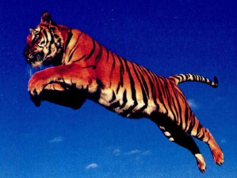 911.DAX Tipp-Spiel *Freitag* 07.11.08, 17.45 Uhr 197580