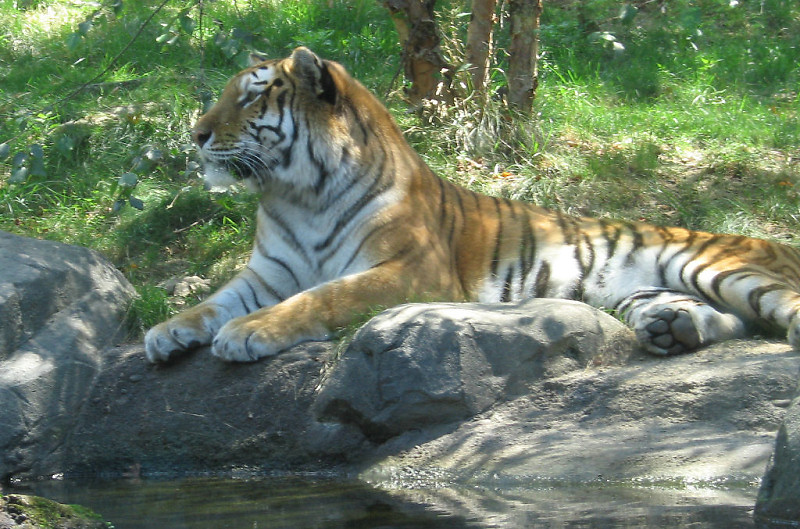 Warum steigt der DAX um 50 Punkte? 231379