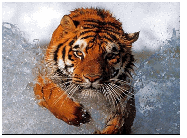 Thompson Creek Metals (Blue Pearl Mng) 109903