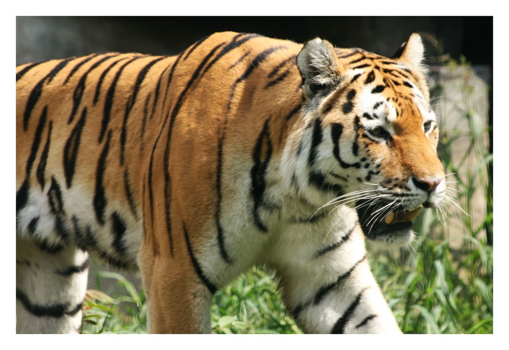 910.DAX Tipp-Spiel *Do* 06.11.08, 17.45 Uhr 197438