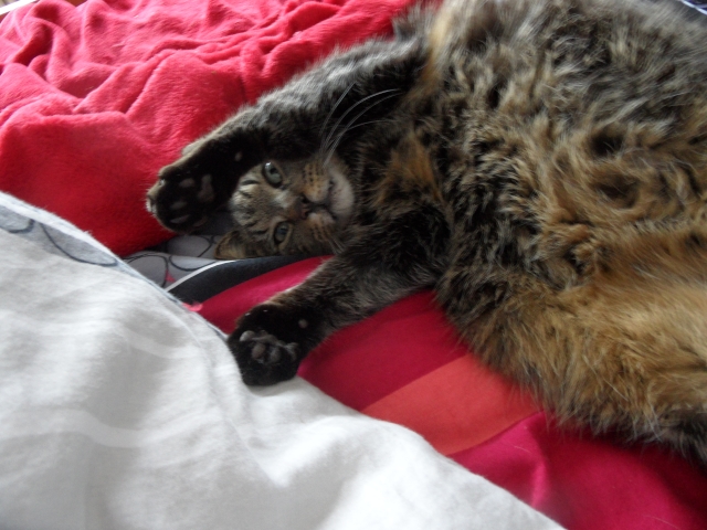 COOP News (ehemals: Wamu /WMIH) 1046925