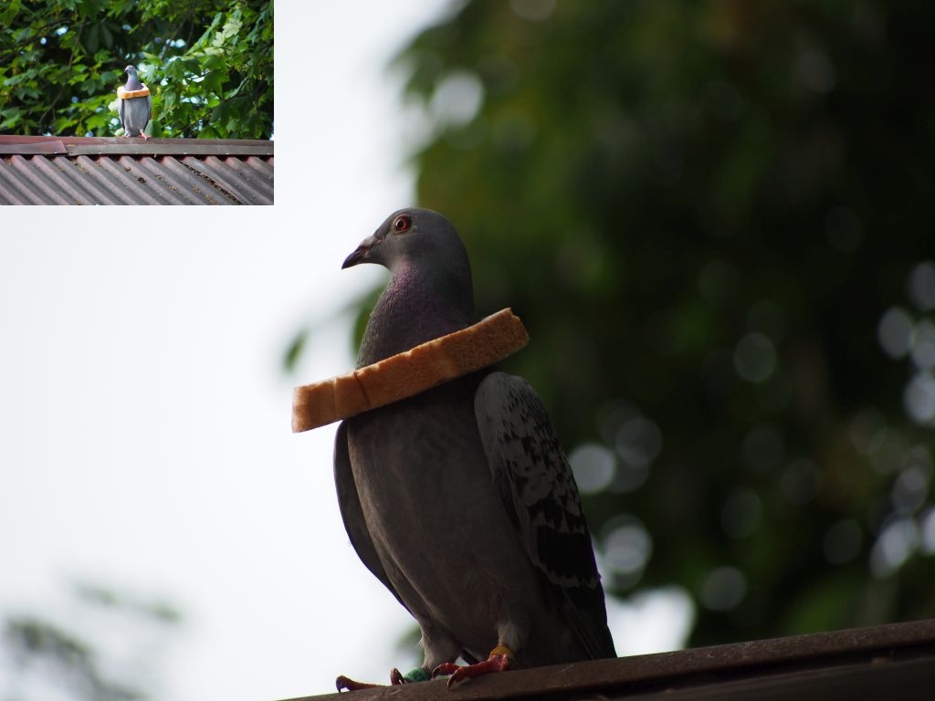 Coop SK Tippspiel (ehem. WMIH) 829637