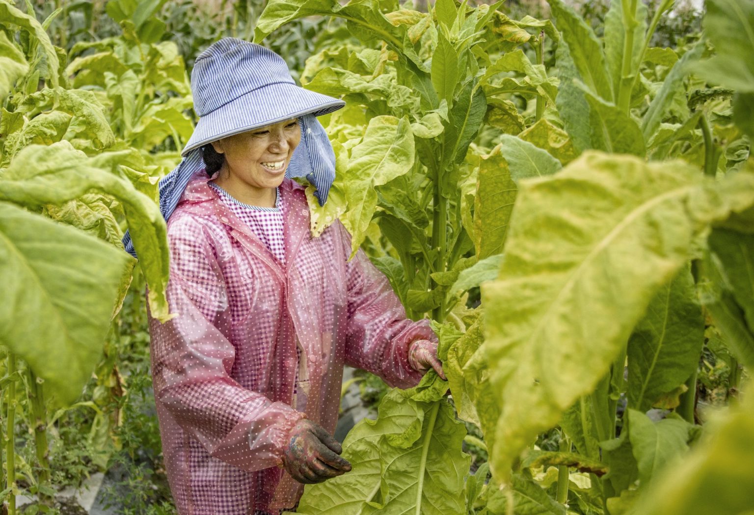 BAT gehört auf die watchliste ! 1316778