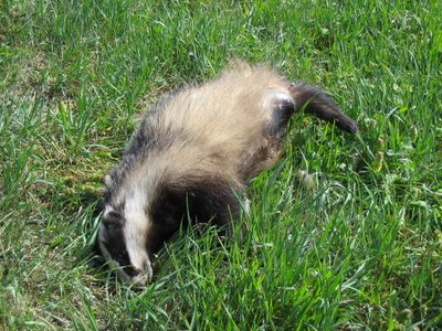 Hat der Dax die Leichenstarre? 137503