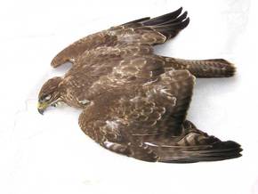 zu viel panik 218294