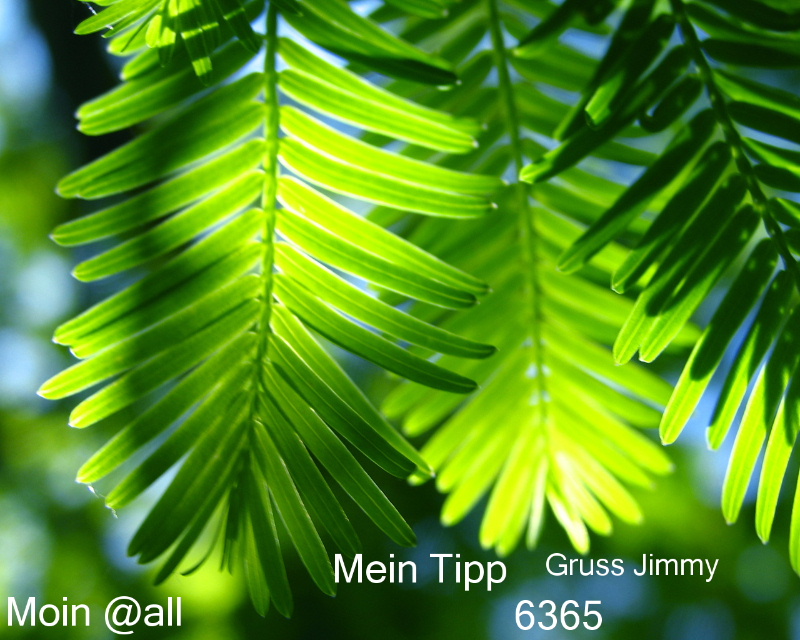 422.DAX Tipp-Spiel, Montag, 04.12.06, 70008