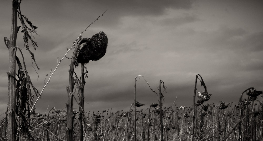 Steinhoff International Holdings N.V. 1350149