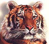 MyHammer - Europe 71572