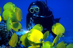 Injex AG - Wahrheit und Träumerei 612494