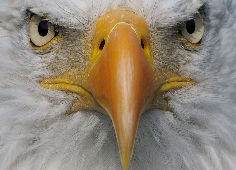 netcents, die neue online zahlungsplattform 1097024