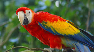 netcents, die neue online zahlungsplattform 1093784