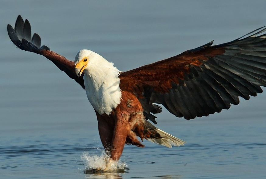 netcents, die neue online zahlungsplattform 1140961