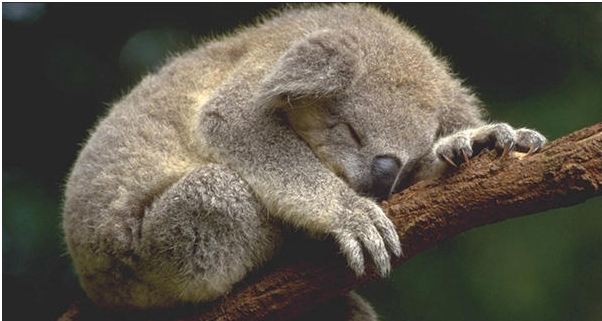 Quo Vadis Dax 2013 - Up, dank Liquidität 574298