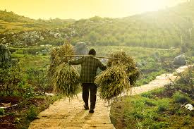 Village-Farms-Studie - KGV unter 3 realistisch? 1102240