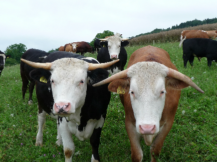 Wenn das Gold redet, dann schweigt die Welt! 212268